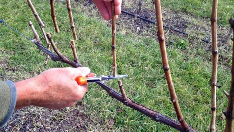 Características da poda das uvas Isabella no outono