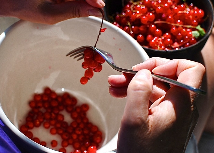 Kada skinti raudonuosius serbentus ir kaip tai padaryti greitai