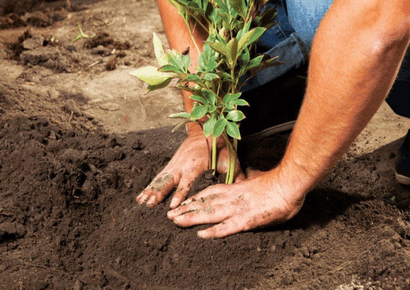 És possible replantar peònies a l'agost o és millor al setembre?