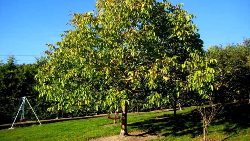 Paano maayos na palaguin ang mga walnut sa bahay