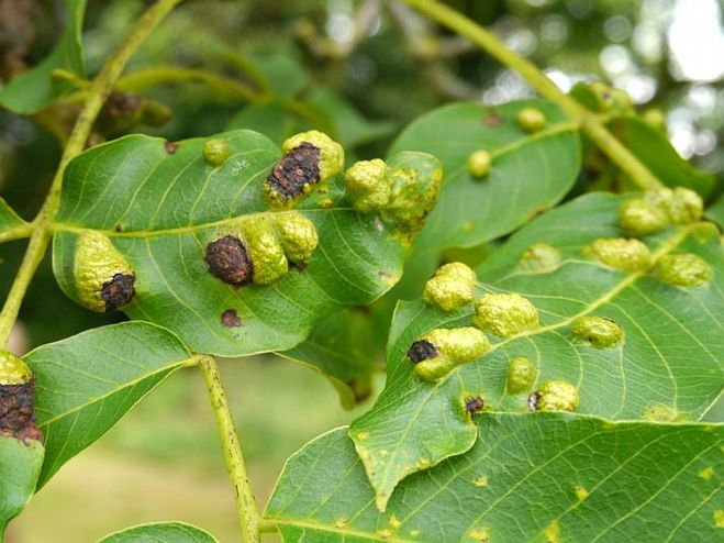 Come coltivare correttamente le noci in casa