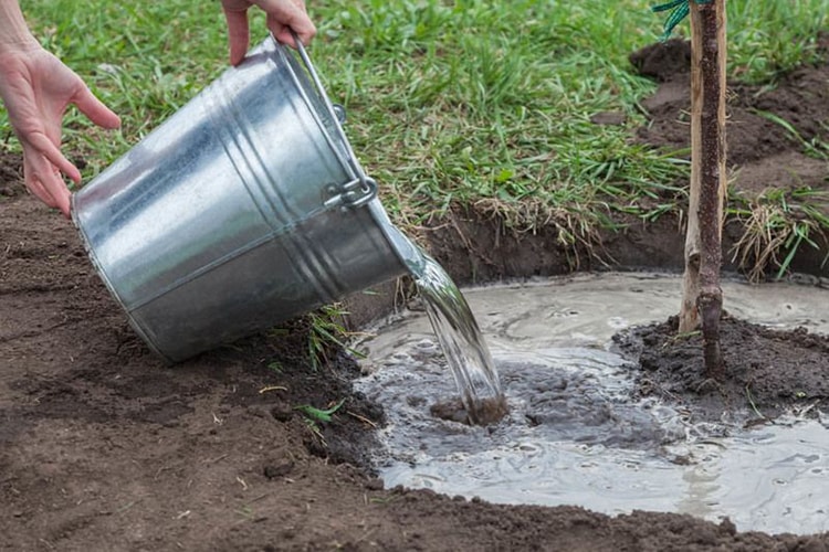 Cómo cultivar albaricoques a partir de semillas en casa y en el campo.