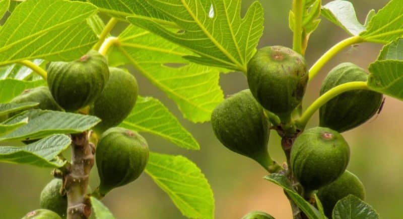 Combien et à quelle fréquence arroser les figues en été : instructions pour les débutants