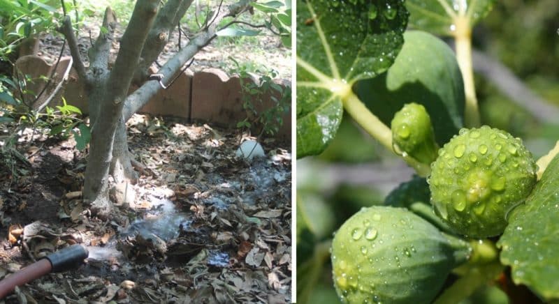 כמה ובאיזו תדירות להשקות תאנים בקיץ: הוראות למתחילים