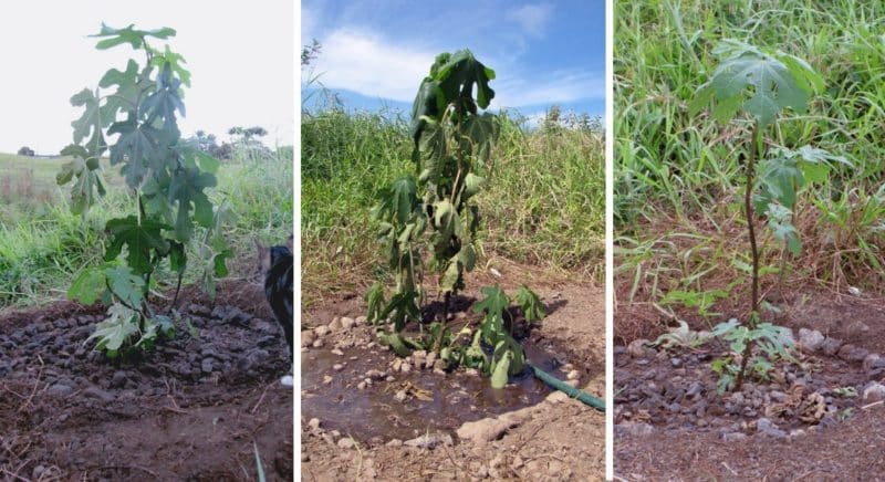 Magkano at gaano kadalas ang pagdidilig ng mga igos sa tag-araw: mga tagubilin para sa mga nagsisimula