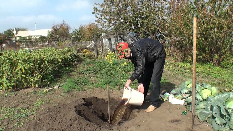 Planter des poires en automne dans la région de Moscou