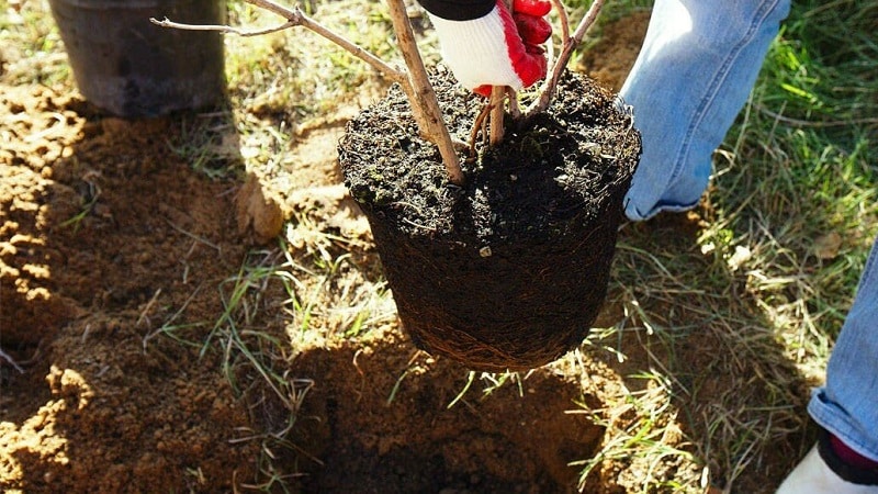 Plantar peras en otoño en la región de Moscú.