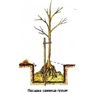 Plantarea de pere toamna în regiunea Moscova