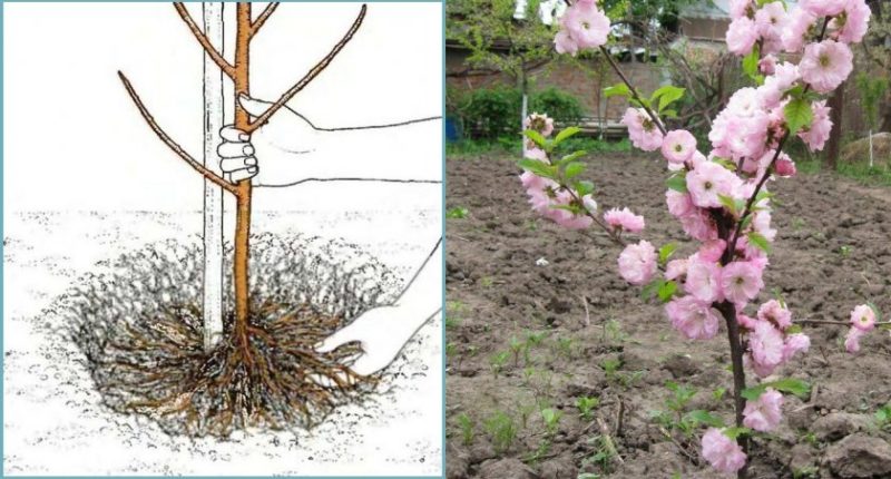 A Guide to Planting Almonds in the Fall for Beginner Gardeners