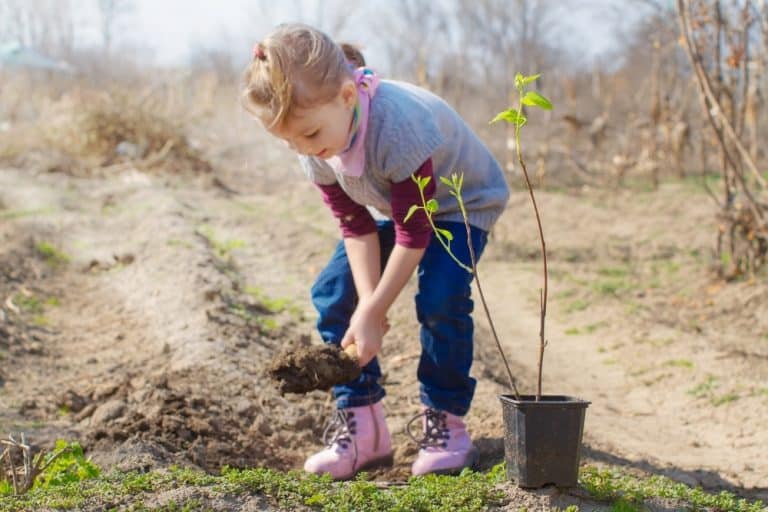 Una guía para plantar almendras en otoño para jardineros principiantes