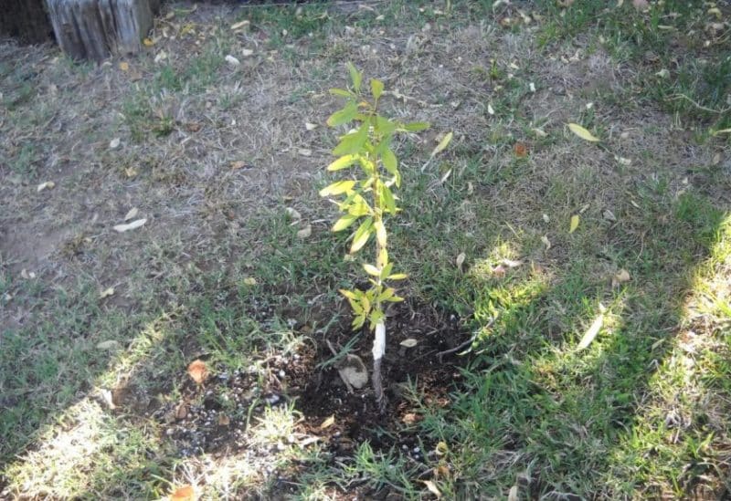 Una guida per piantare mandorle in autunno per giardinieri principianti