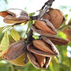 Una guia per plantar ametlles a la tardor per a jardiners principiants