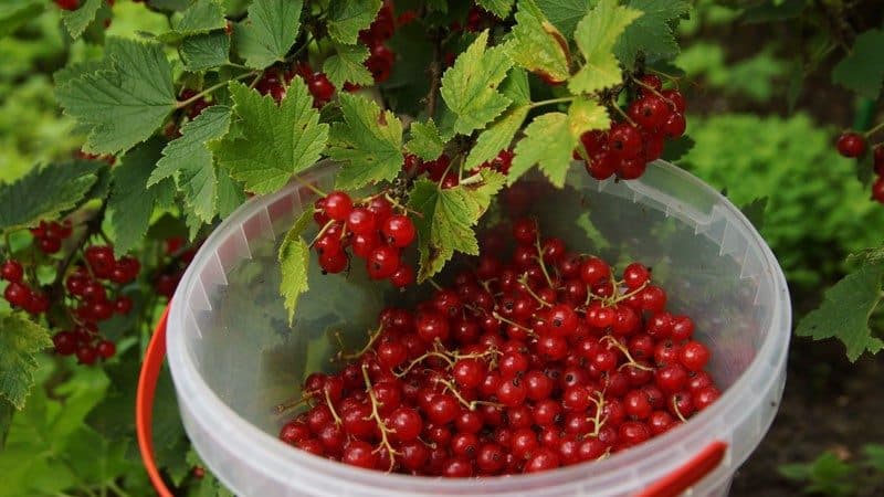 Quando raccogliere il ribes rosso e come farlo velocemente