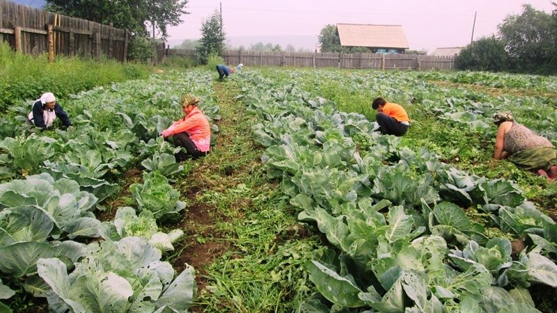 Lahanadaki sümüklü böceklerden kurtulmanın kanıtlanmış yolları