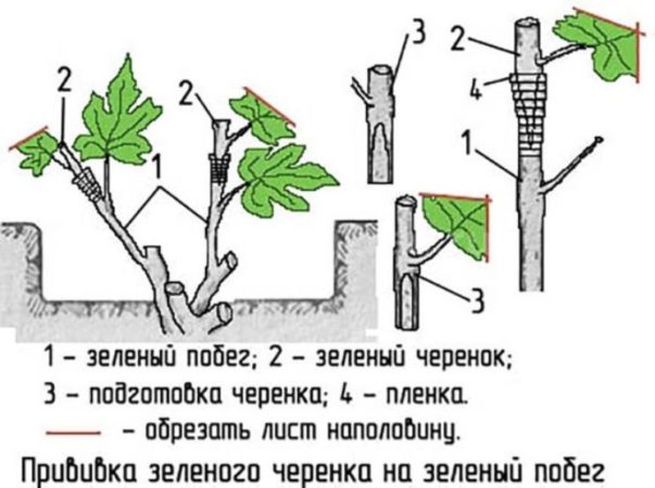 Πολλαπλασιασμός των σταφυλιών με μοσχεύματα το φθινόπωρο