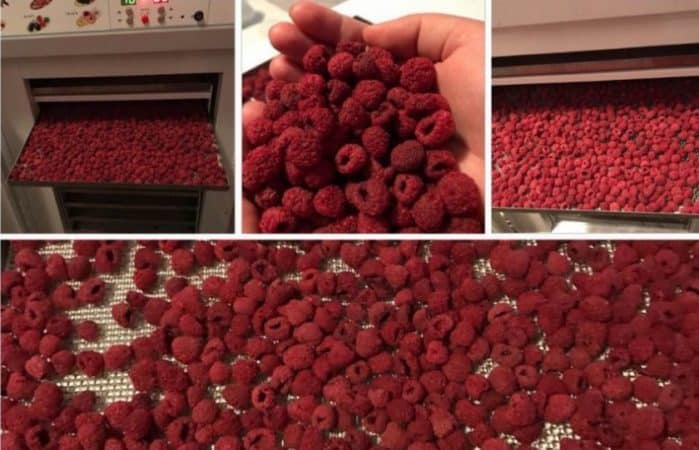 How long and how to dry raspberries in the oven and other electrical appliances correctly