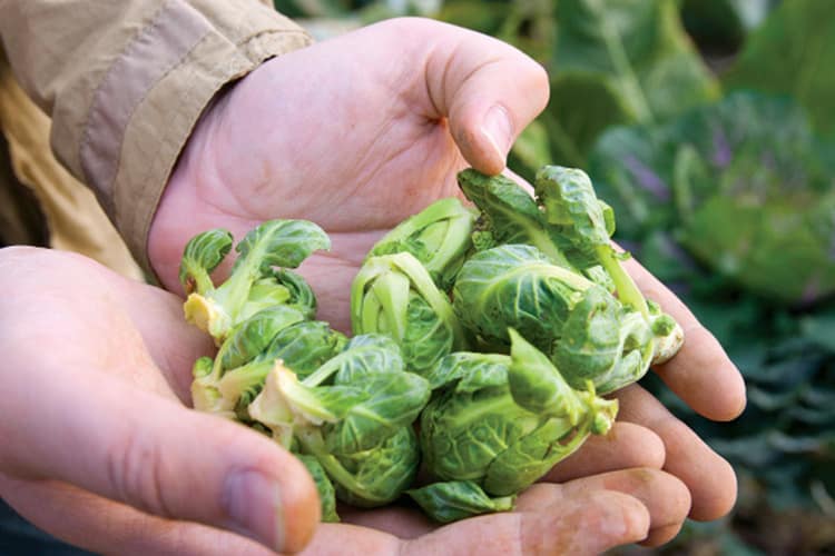 When and how to harvest Brussels sprouts