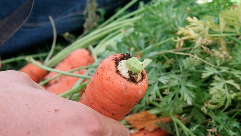 Moment optimal pour la récolte des carottes dans l'Oural