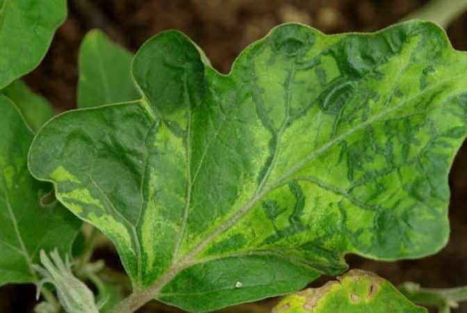 De bästa sätten att behandla auberginesjukdomar: foton och beskrivningar