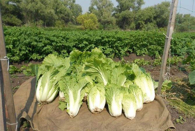 Harvesting in a timely manner: when to harvest Chinese cabbage from the garden and what determines the harvest time