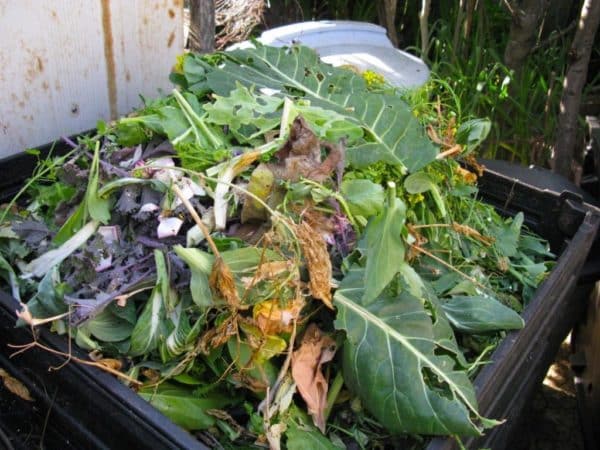 Dicas sobre onde colocar folhas de repolho após a colheita e como elas podem ser úteis para a horta