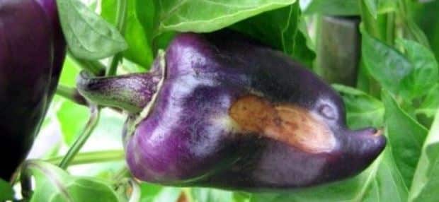 De beste manieren om aubergineziekten te behandelen: foto's en beschrijvingen