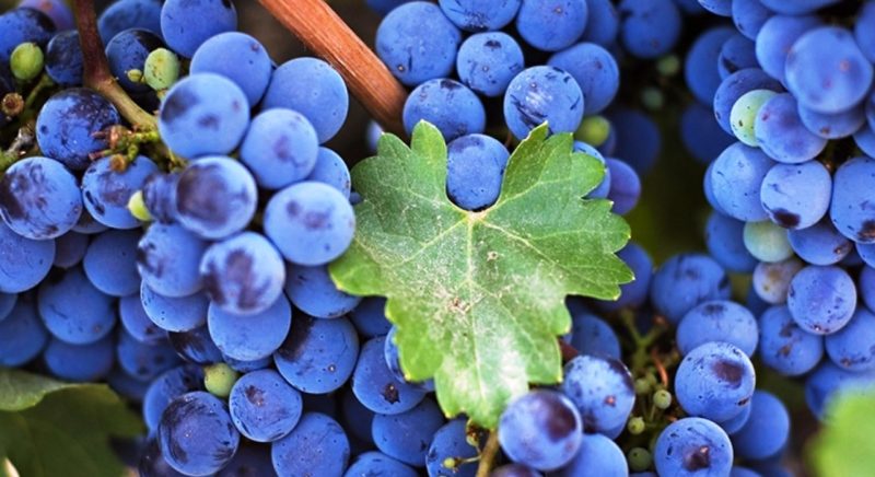 Características de la poda de uvas Isabella en otoño.