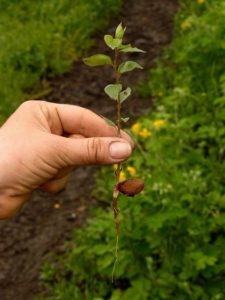 Com cultivar albercocs a partir de llavors a casa i al país