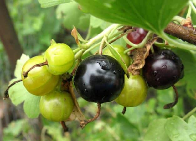 Cosa c'è di buono in un ibrido di uva spina e ribes e come coltivarlo