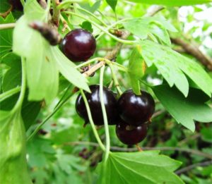 Cosa c'è di buono in un ibrido di uva spina e ribes e come coltivarlo