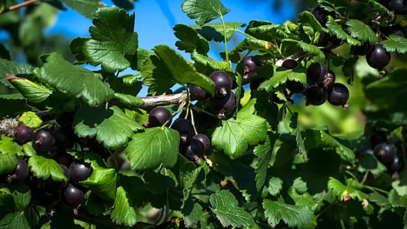 Cosa c'è di buono in un ibrido di uva spina e ribes e come coltivarlo