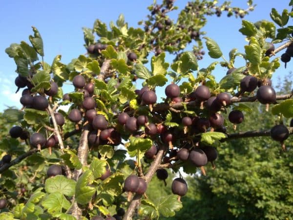 Cosa c'è di buono in un ibrido di uva spina e ribes e come coltivarlo