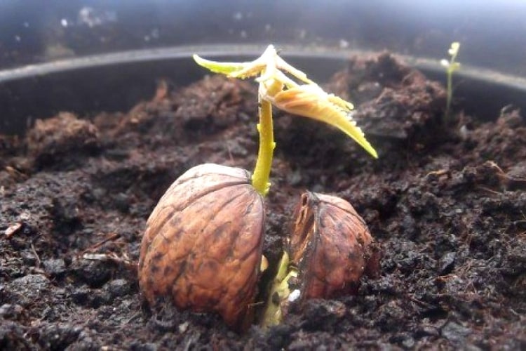 Comment bien faire germer une noix à la maison et la replanter en pleine terre