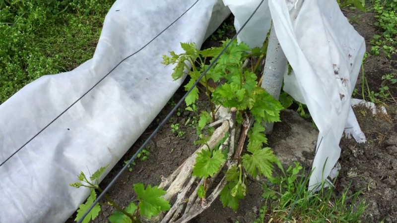 Características de la poda de uvas Isabella en otoño.