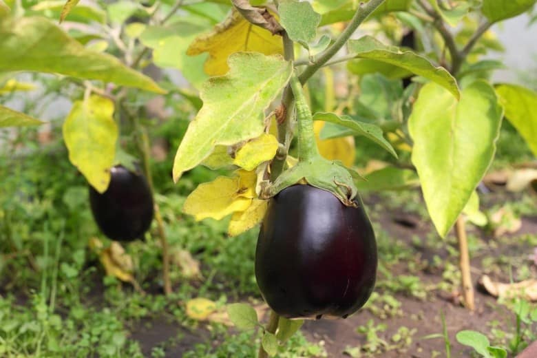 De bästa sätten att behandla auberginesjukdomar: foton och beskrivningar