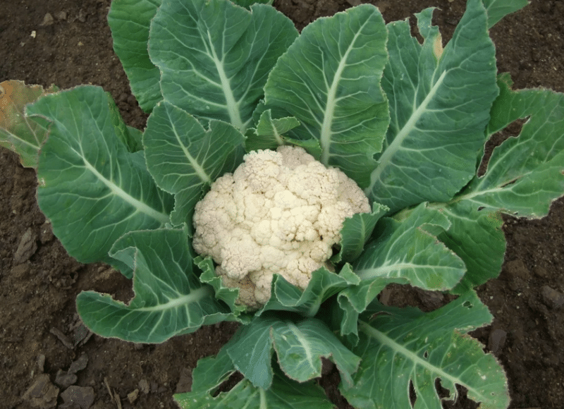 Why do black spots appear on cauliflower and is it safe to eat?