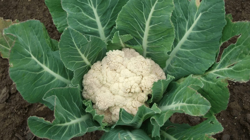 ¿La coliflor tiene miedo a las heladas?