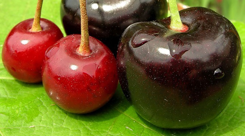 How do cherries differ from sweet cherries and how to correctly distinguish between these trees and their fruits