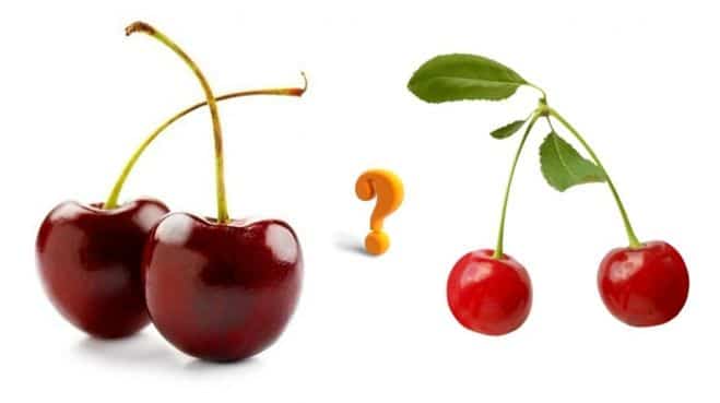 How do cherries differ from sweet cherries and how to correctly distinguish between these trees and their fruits