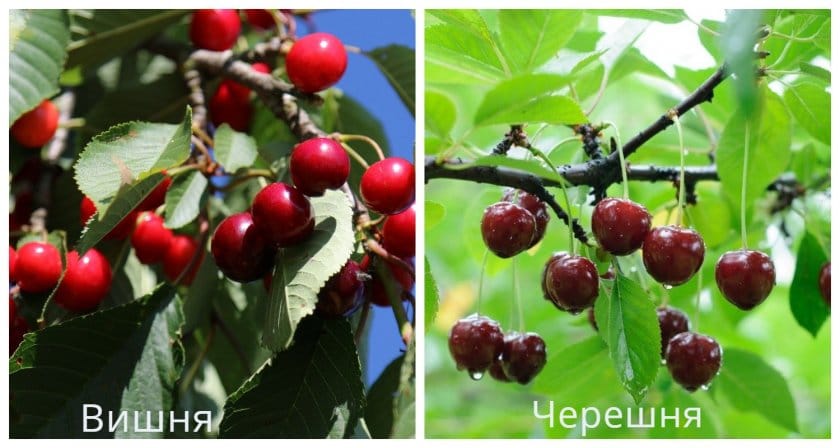 How do cherries differ from sweet cherries and how to correctly distinguish between these trees and their fruits