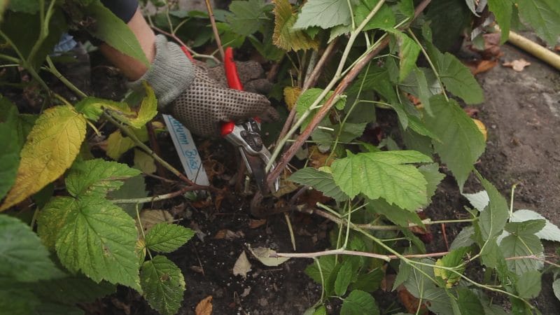 So pflegen Sie restliche Himbeeren im Herbst