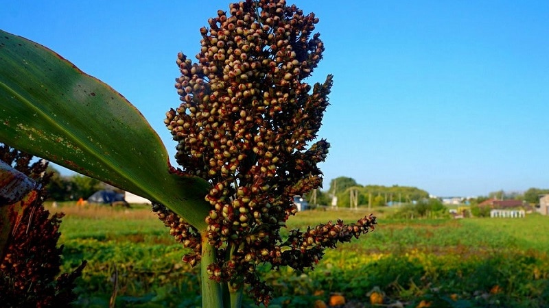 O que é grão de sorgo e como prepará-lo