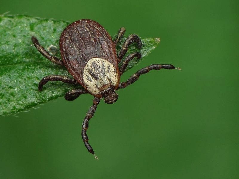 How and when you can transplant a chestnut: instructions