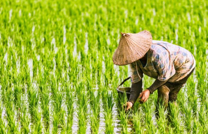 Tudo sobre arroz: o que é o arroz e como apareceu, curiosidades sobre uma planta de países distantes