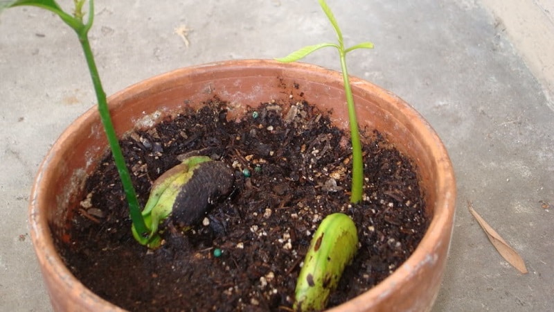 Seleccionar tierra para mangos en casa.