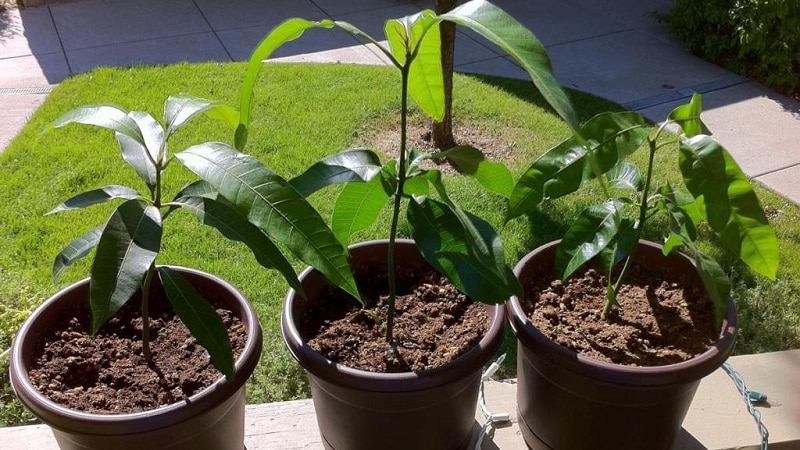 Cómo cultivar mangos a partir de semillas en casa.