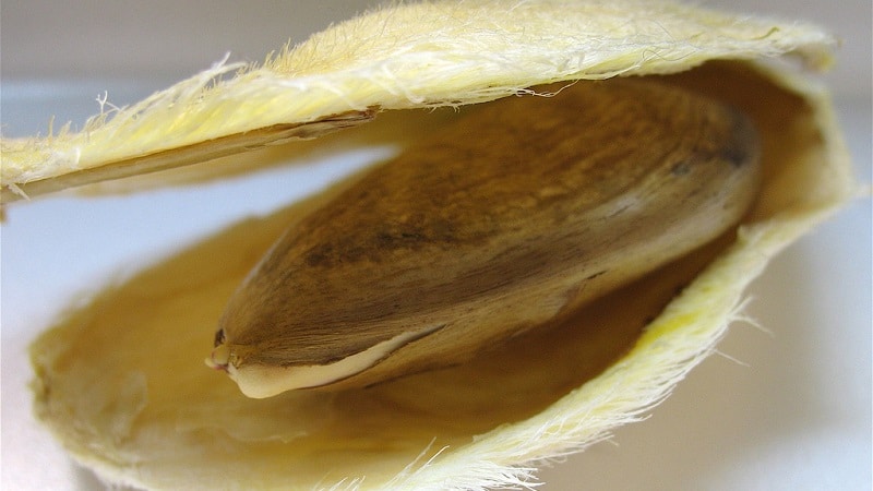 Cómo cultivar mangos a partir de semillas en casa.