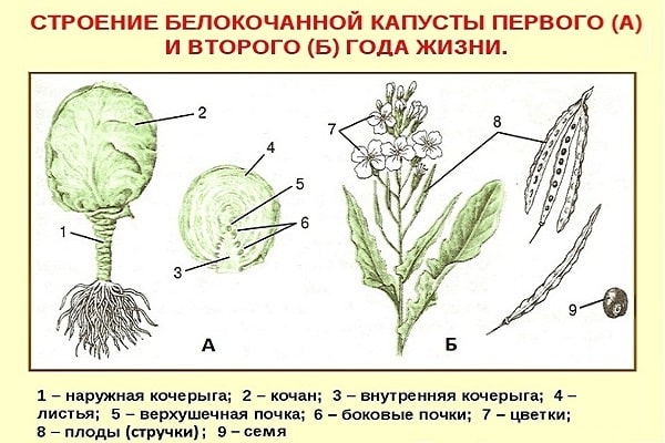 Како добити семе купуса