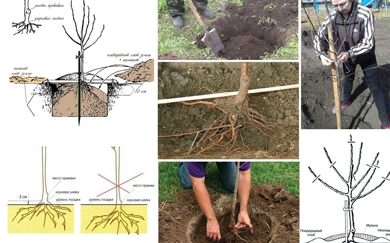 Instruções para jardineiros iniciantes: como plantar corretamente uma macieira no outono