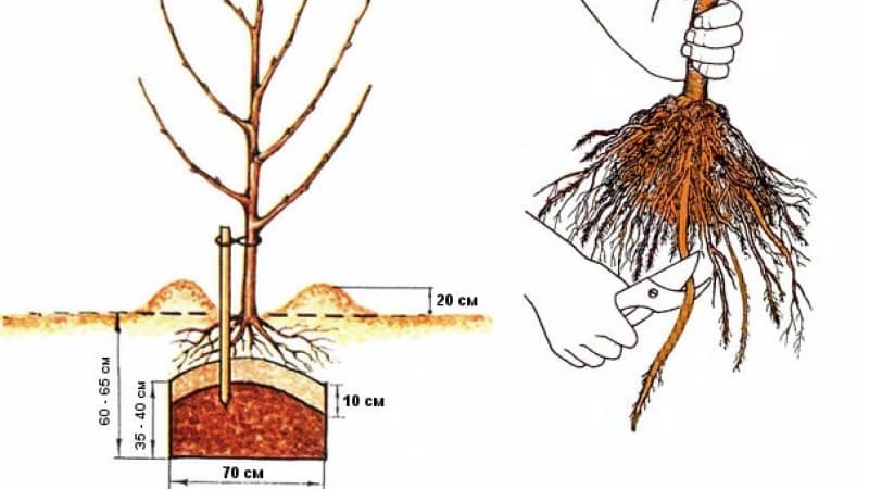 Instruktioner til begyndere gartnere: hvordan man planter et æbletræ om efteråret korrekt